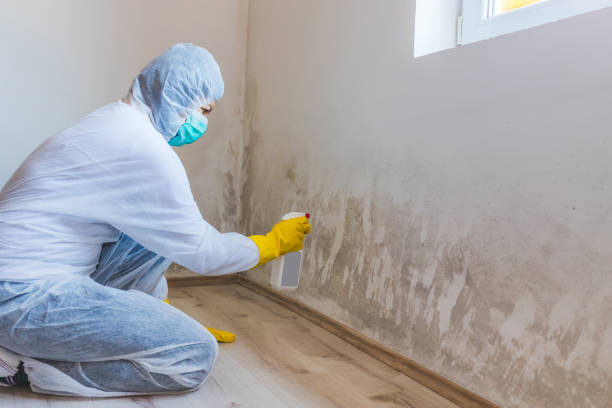 Licensed Mold Remediation service in Midland Park, NJ - WQB Mold Removal